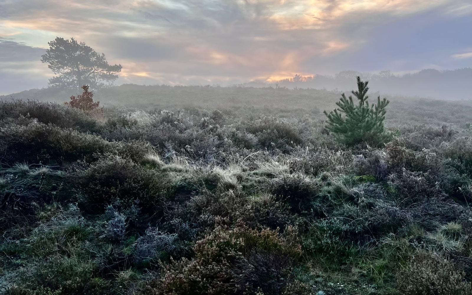 Frosted heath at sunrise with a young pine and a distant tree