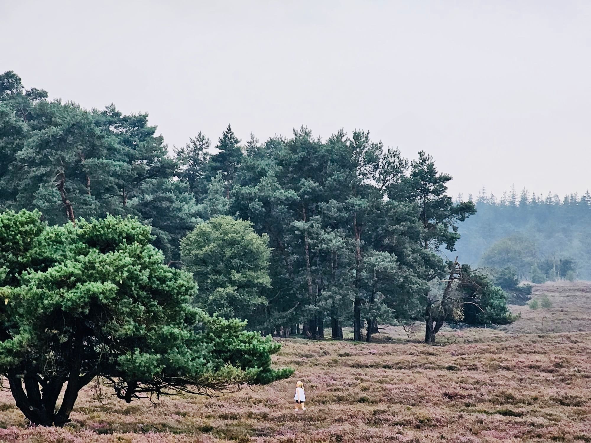 A solitary figure walking through heather and pines