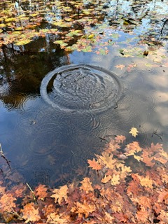 Ripples on a pond surrounded by autumn leaves